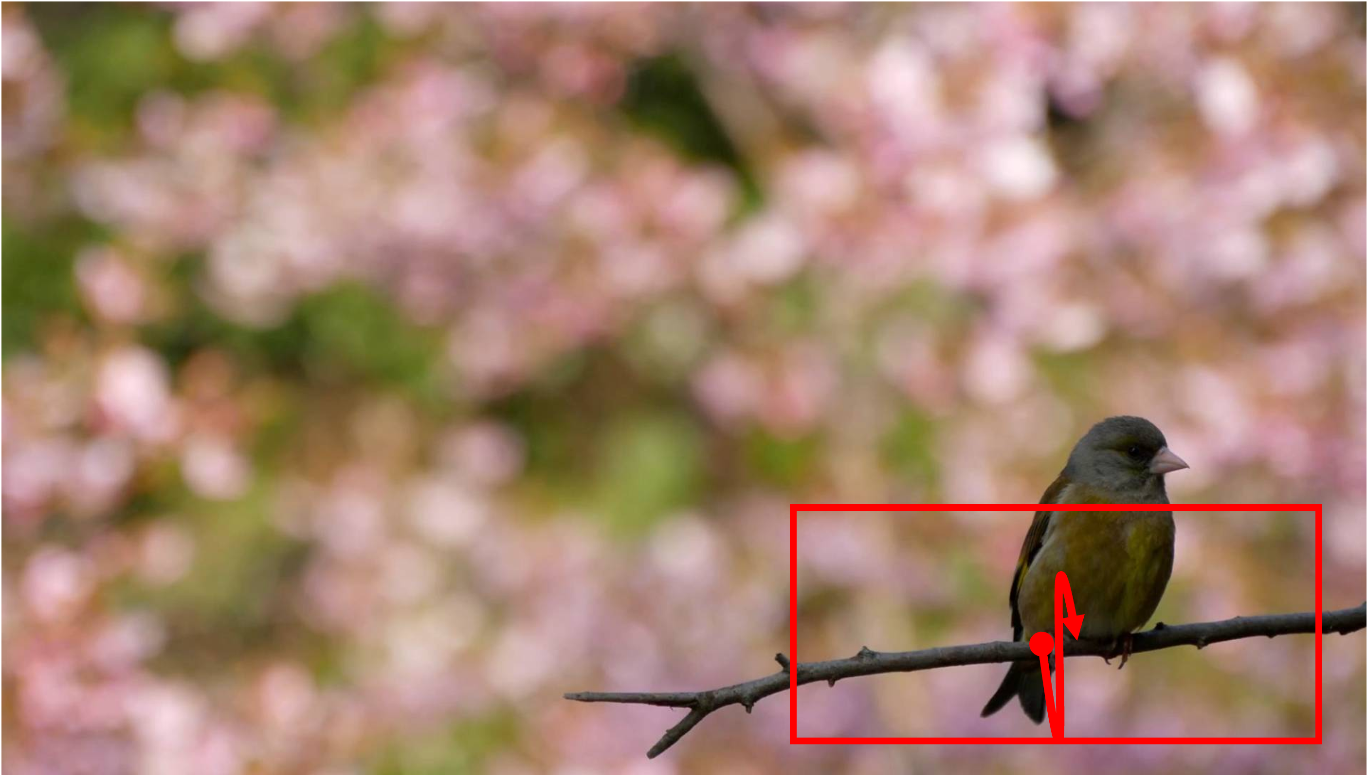 A bird is sitting on a branch, with faded flowers in the background. The branch and the bird are oscillating up and down. Camera remains stationary. Static Camera. Camera locked down at the same place. The video loops back to the beginning of the video after it reaches the end.