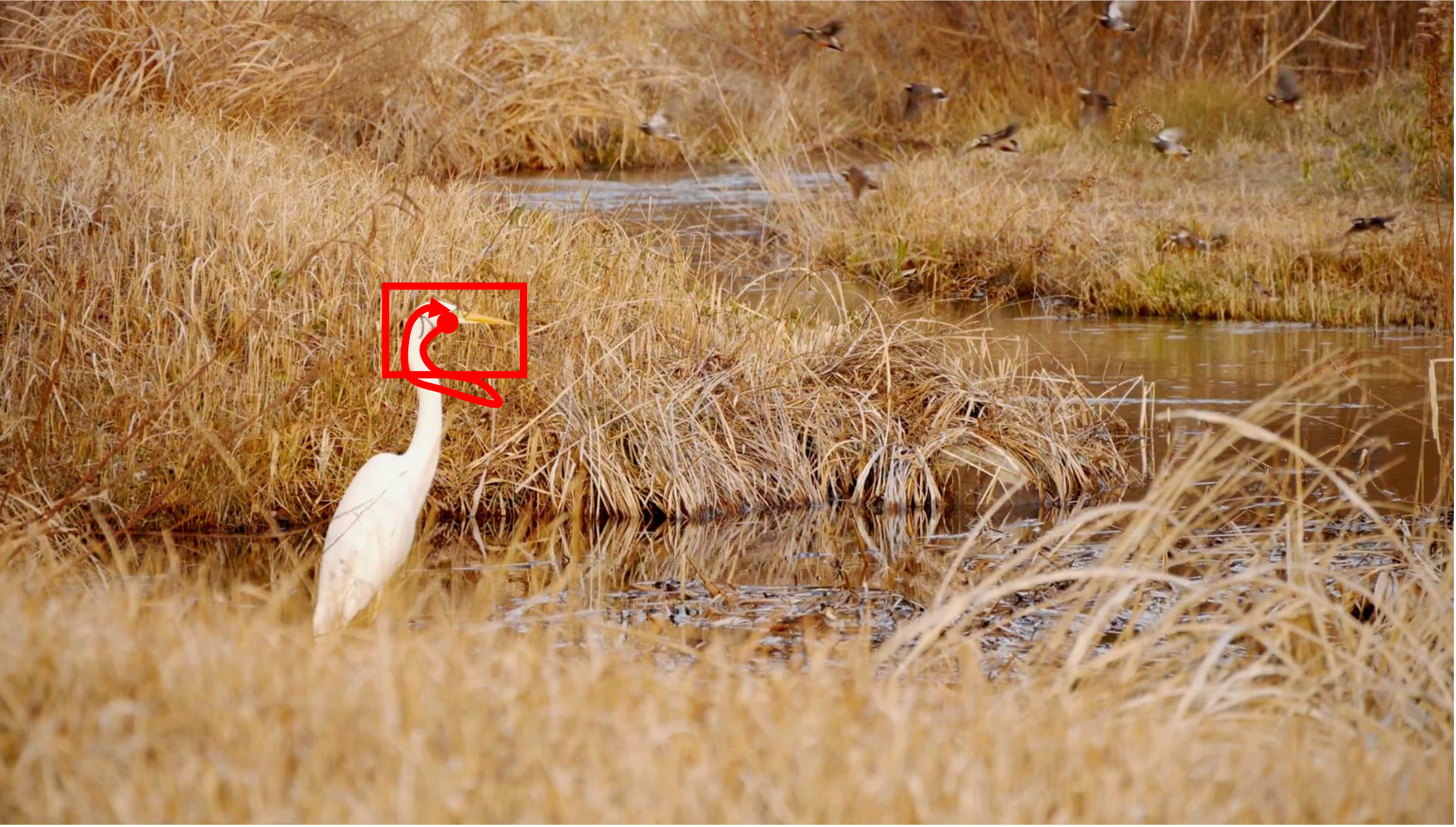 A white sea crane with a long neck is curiously looking around the dried grassland; the rest of its body remains fixed. Everything else in the scene remains stationary. The shot is taken with a static camera. Camera remains stationary. Static Camera. Camera locked down at the same place. The video loops back to the beginning of the video after it reaches the end.